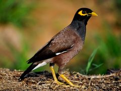 Common Myna