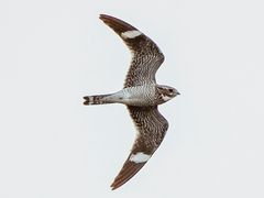 Common Nighthawk