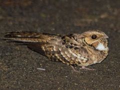 Common Pauraque