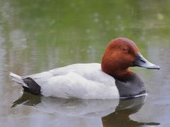 Common Pochard