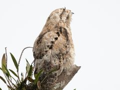 Common Potoo