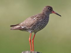 Common Redshank