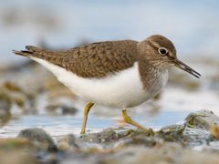 Common Sandpiper