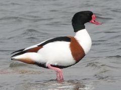 Common Shelduck