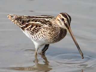 Watersnip