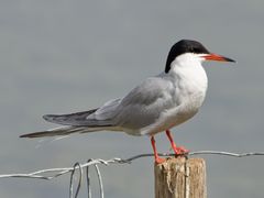 Common Tern