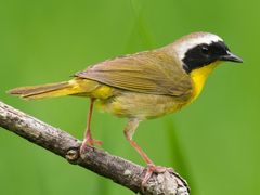 Common Yellowthroat
