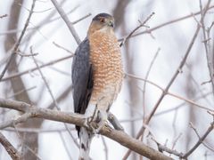 Cooper's Hawk