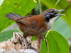 Coraya Wren