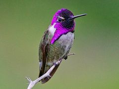 Costa's Hummingbird