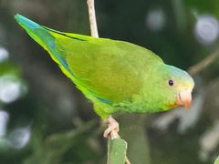 Cobalt-winged Parakeet