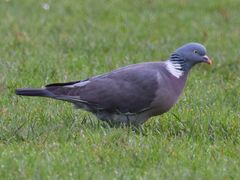 Common Wood-Pigeon
