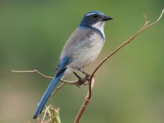 California Scrub-Jay
