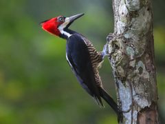 Crimson-crested Woodpecker