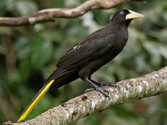 Crested Oropendola