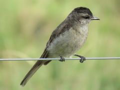 Crowned Slaty Flycatcher
