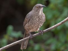 Curve-billed Thrasher