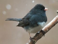 Dark-eyed Junco