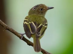 Double-banded Pygmy-Tyrant