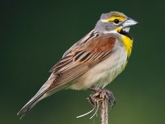 Dickcissel