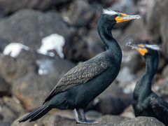 Double-crested Cormorant
