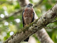 Double-toothed Kite