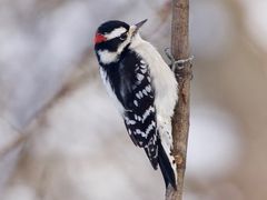 Downy Woodpecker