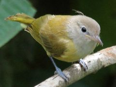 Dusky-capped Greenlet