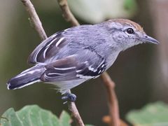 Dugand's Antwren