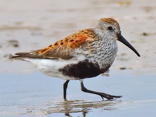 Bonte Strandloper