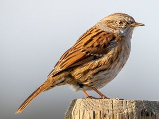 Heggenmus