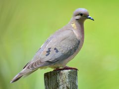 Eared Dove