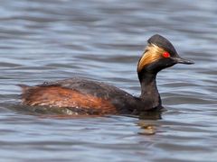 Eared Grebe