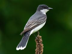 Eastern Kingbird