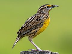 Eastern Meadowlark