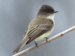 Eastern Phoebe