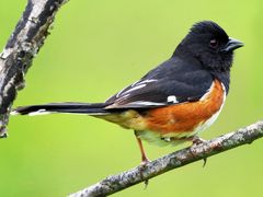 Eastern Towhee