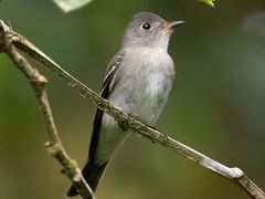 Eastern Wood-Pewee
