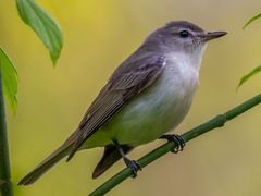 Eastern Warbling Vireo
