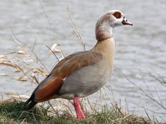 Egyptian Goose