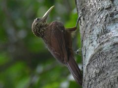 Elegant Woodcreeper
