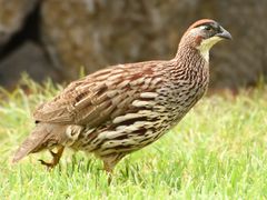 Erckel's Spurfowl