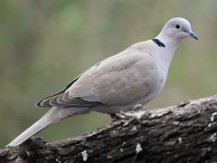 Eurasian Collared-Dove