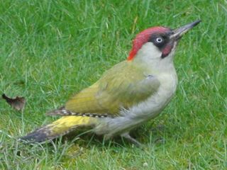 Groene Specht