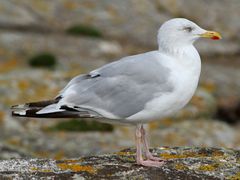 European Herring Gull