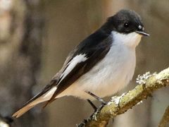 Muscar negru