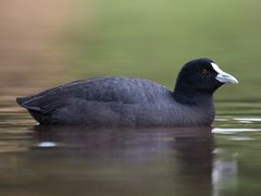 Eurasian Coot