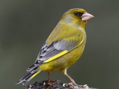 European Greenfinch