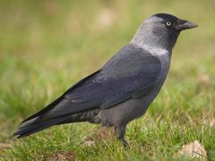 Eurasian Jackdaw