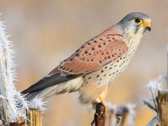 Eurasian Kestrel